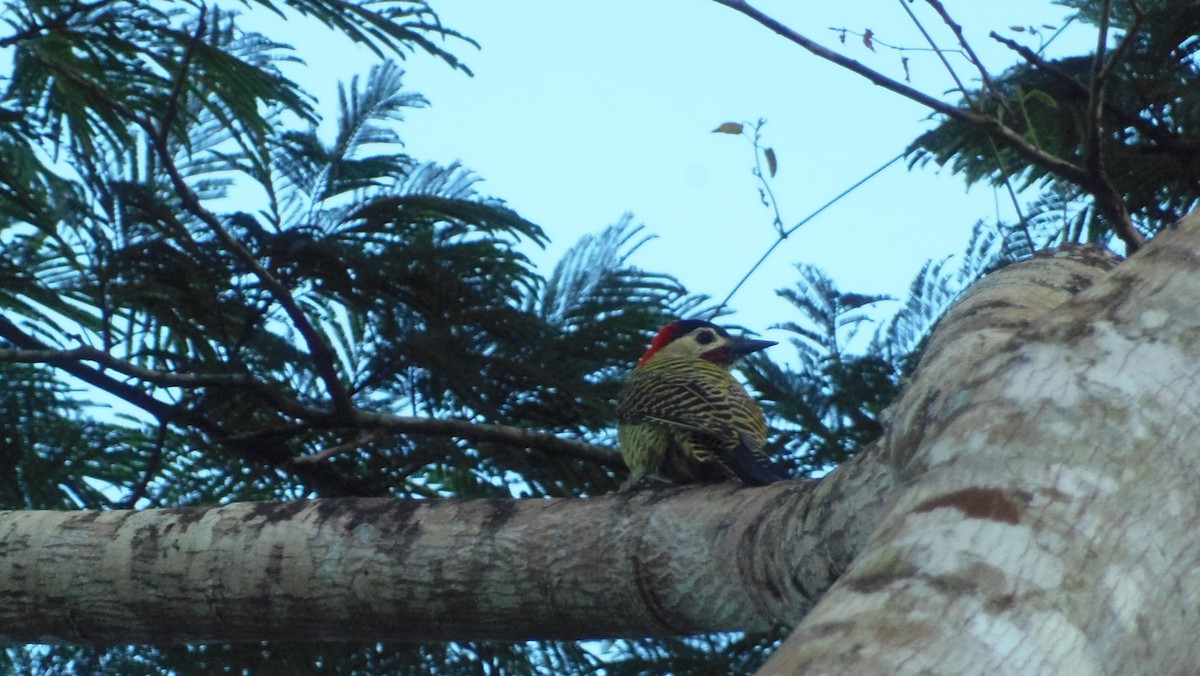 Green-barred Woodpecker - WILLIAM MACIEL