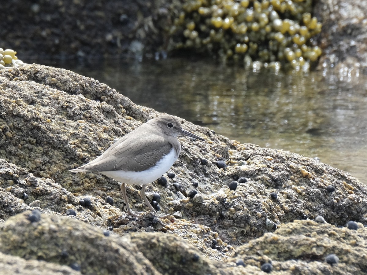 Common Sandpiper - ML507044141