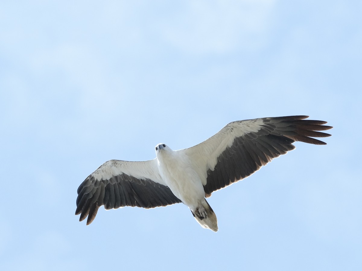 White-bellied Sea-Eagle - ML507044161