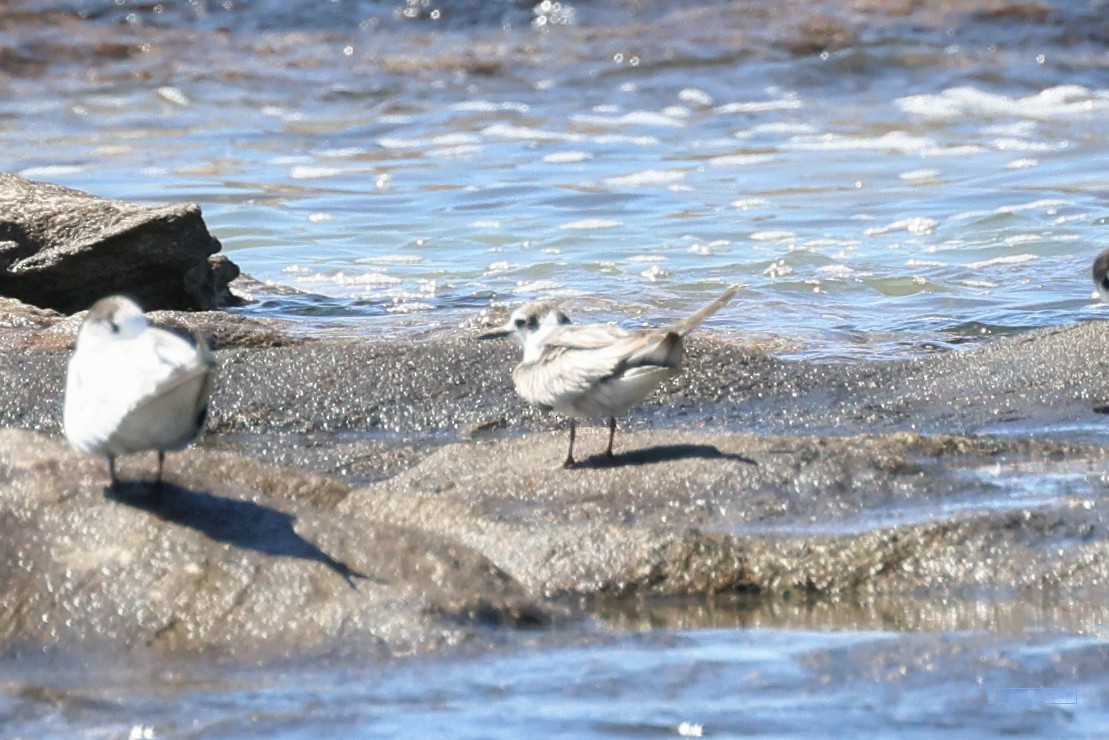 White-winged Tern - Roksana and Terry