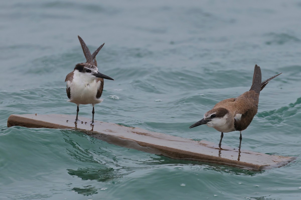 Bridled Tern - Kaeden Sim