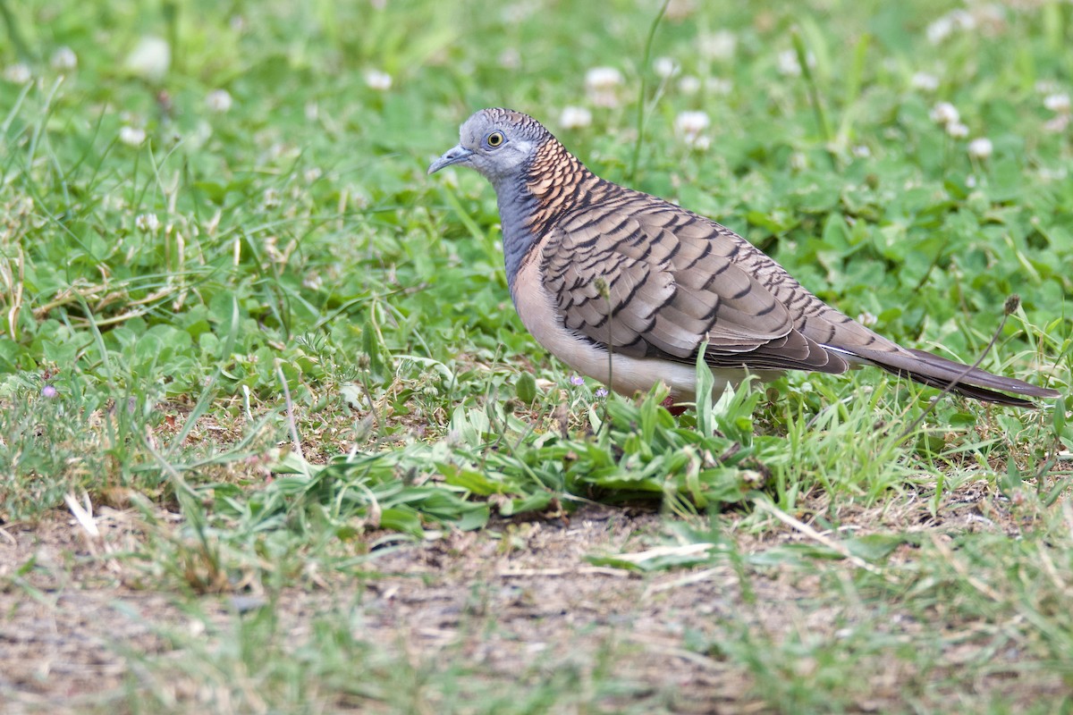Bar-shouldered Dove - Anonymous