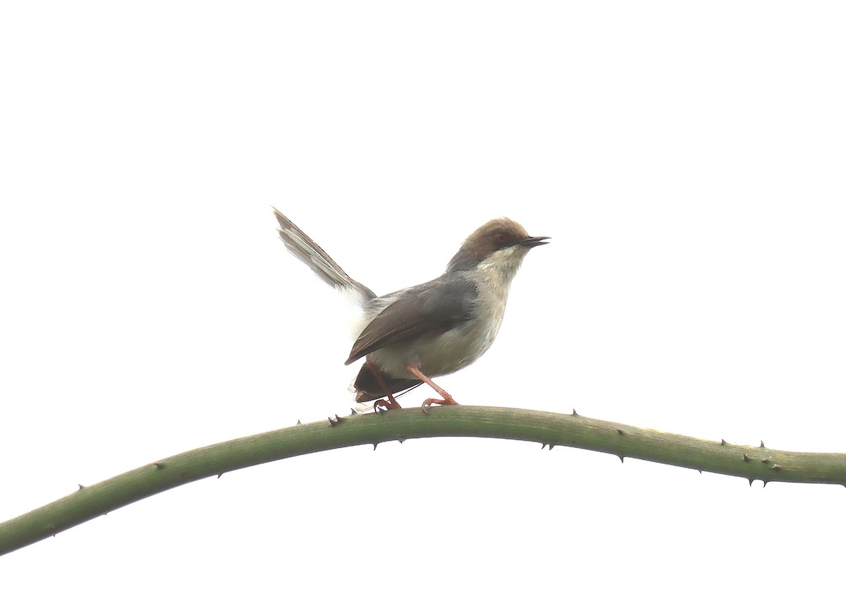 Brown-headed Apalis - ML507046211