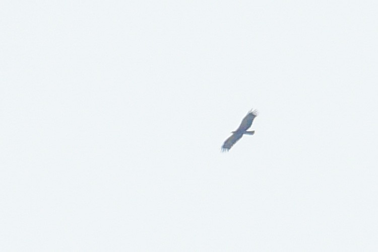 Aquila sp. - ML507046511