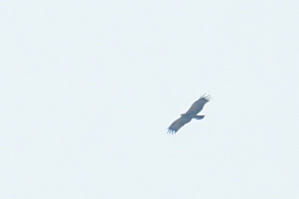 Aquila sp. - ML507046561