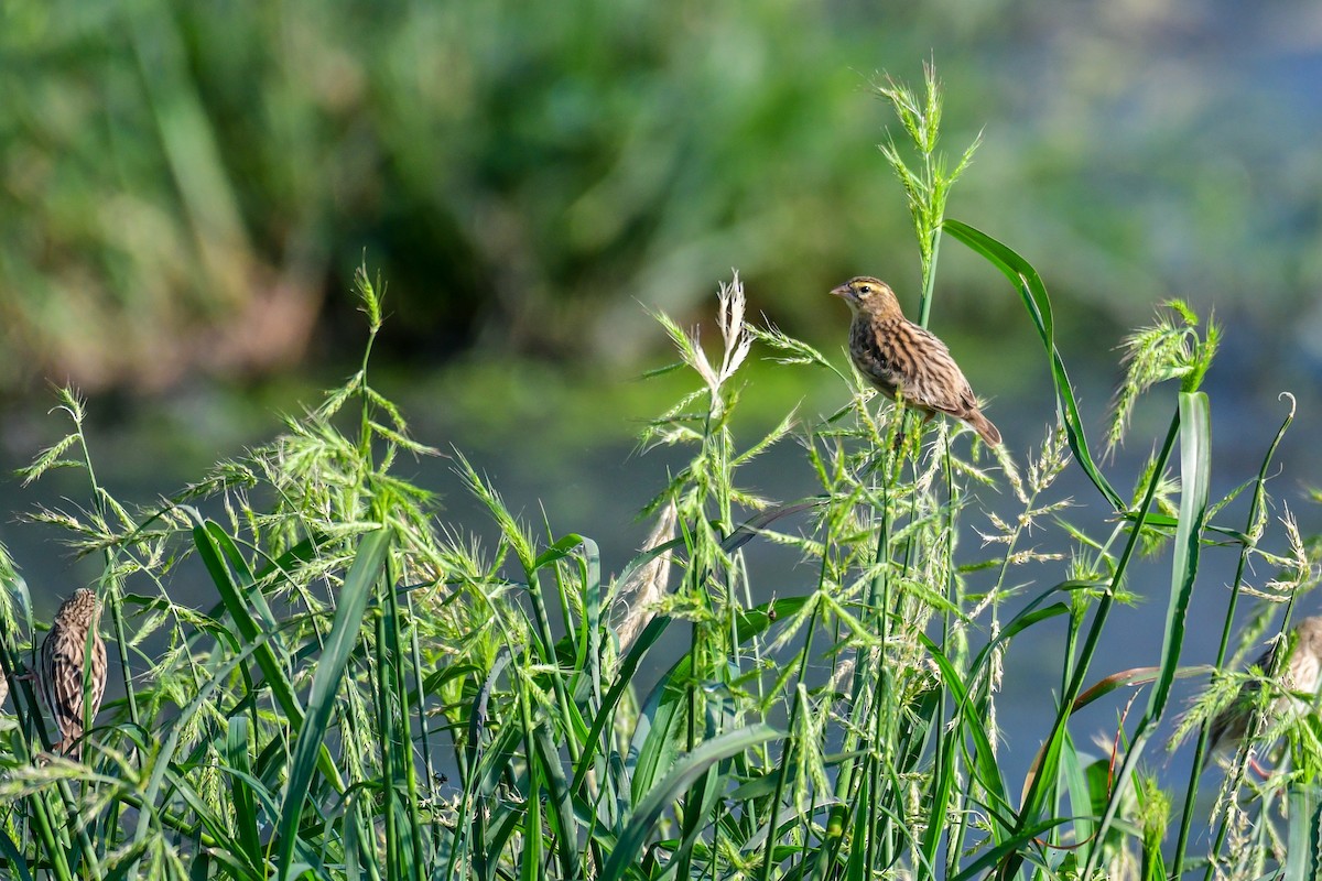 Southern Red Bishop - ML507046601