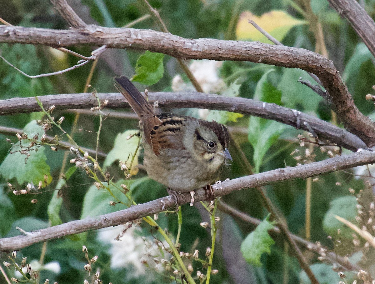 Swamp Sparrow - ML507047281