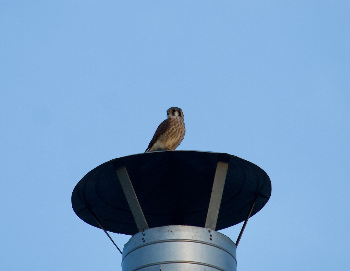 American Kestrel - ML507047291