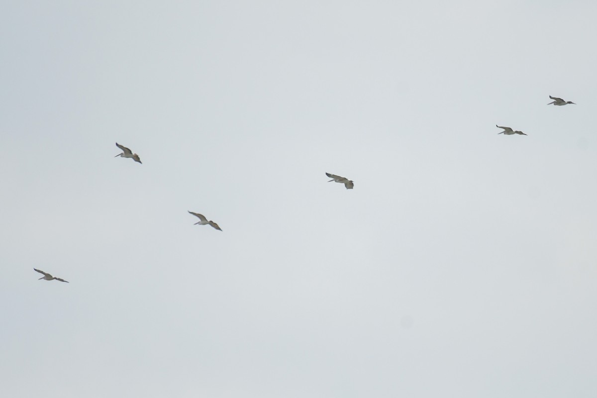 Great White Pelican - Raphaël Nussbaumer