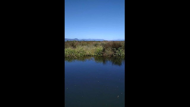 Dot-winged Crake - ML507048181