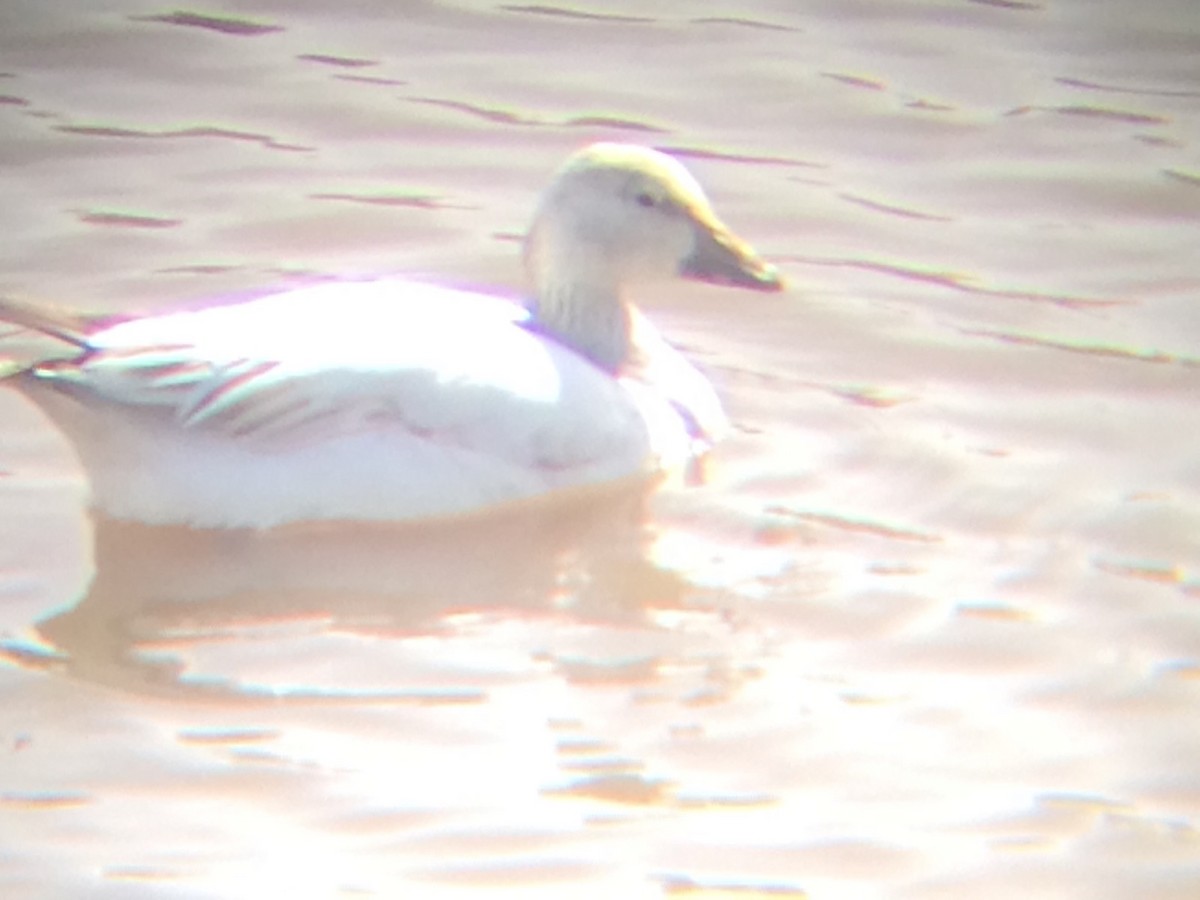 Snow Goose - ML50704951