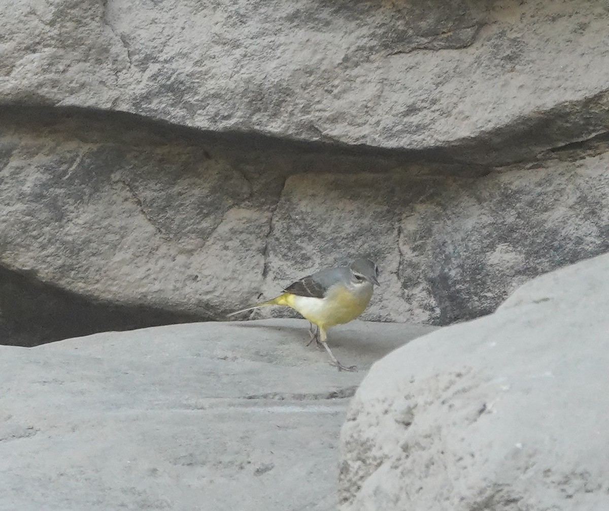 Gray Wagtail - ML507053181