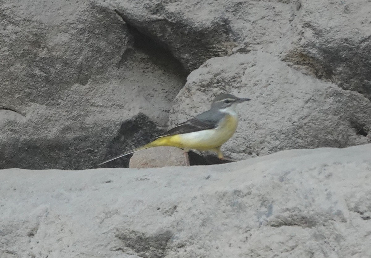 Gray Wagtail - Prof Chandan Singh Dalawat