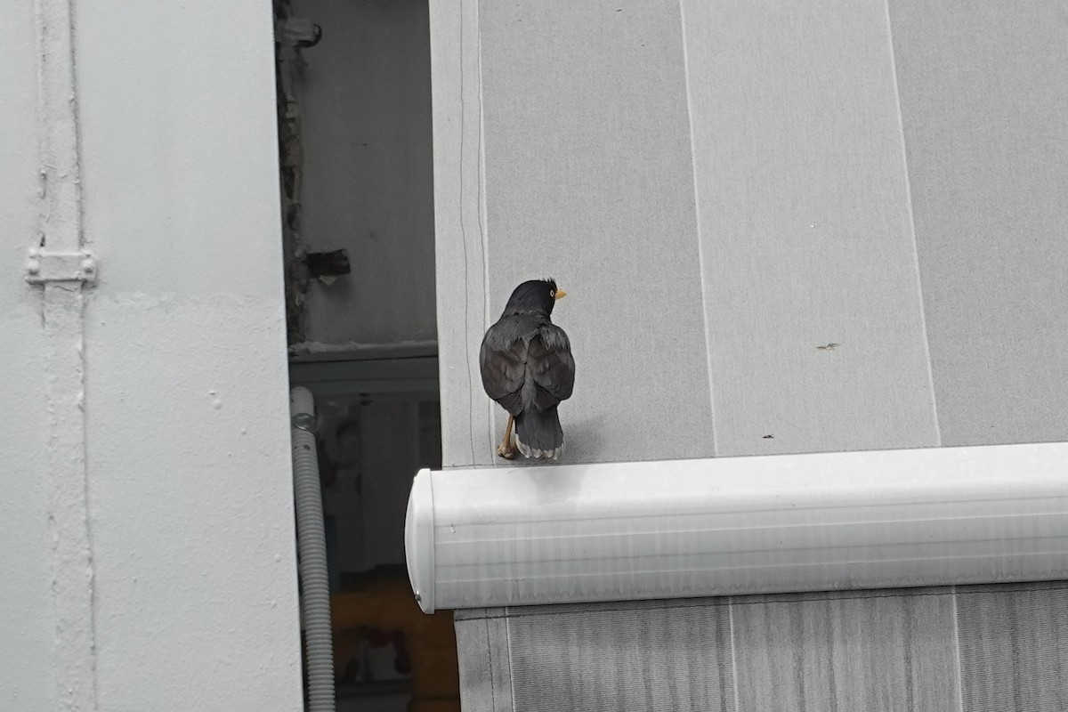 Javan Myna - ML507053241