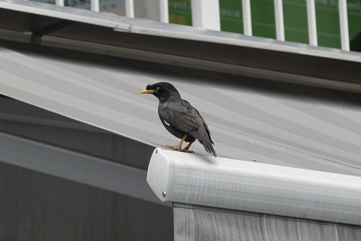 Javan Myna - ML507053251