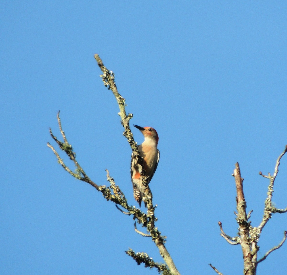 Red-bellied Woodpecker - ML50705391