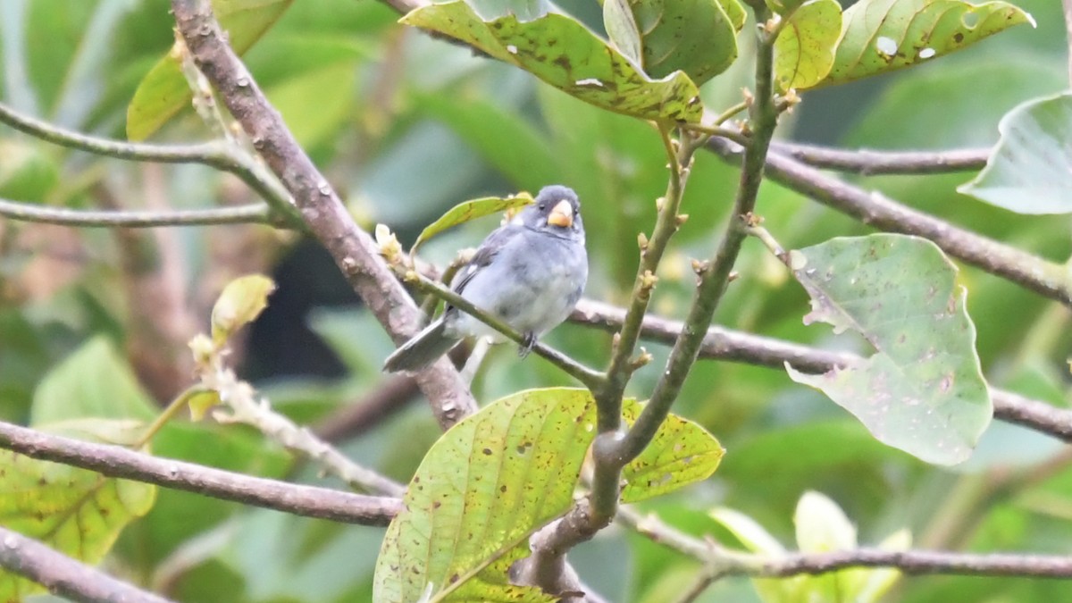 Gray Seedeater - ML507054991