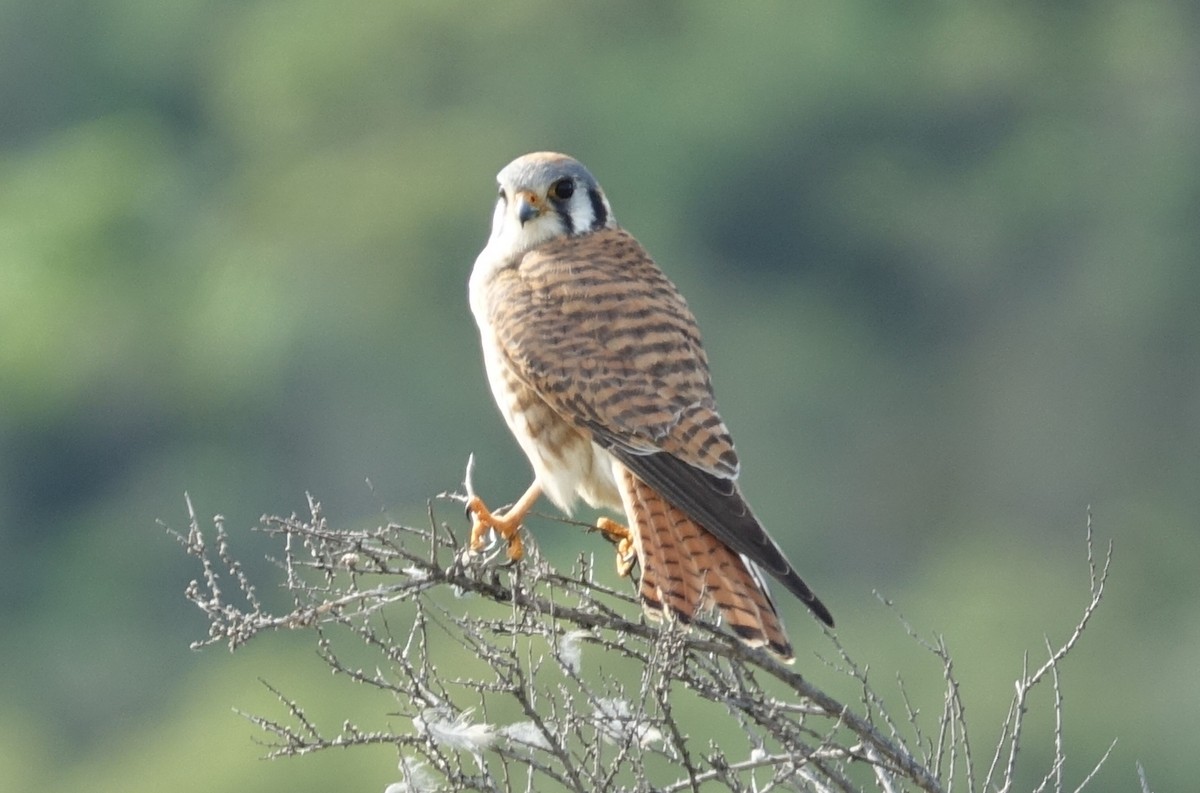 American Kestrel - ML50705561