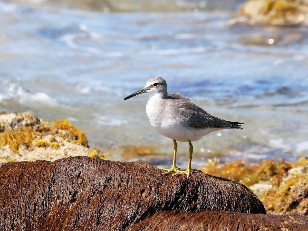 Gray-tailed Tattler - Shelley Altman