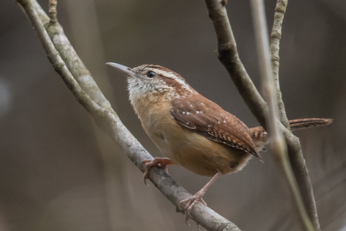 Carolina Wren - ML50705591