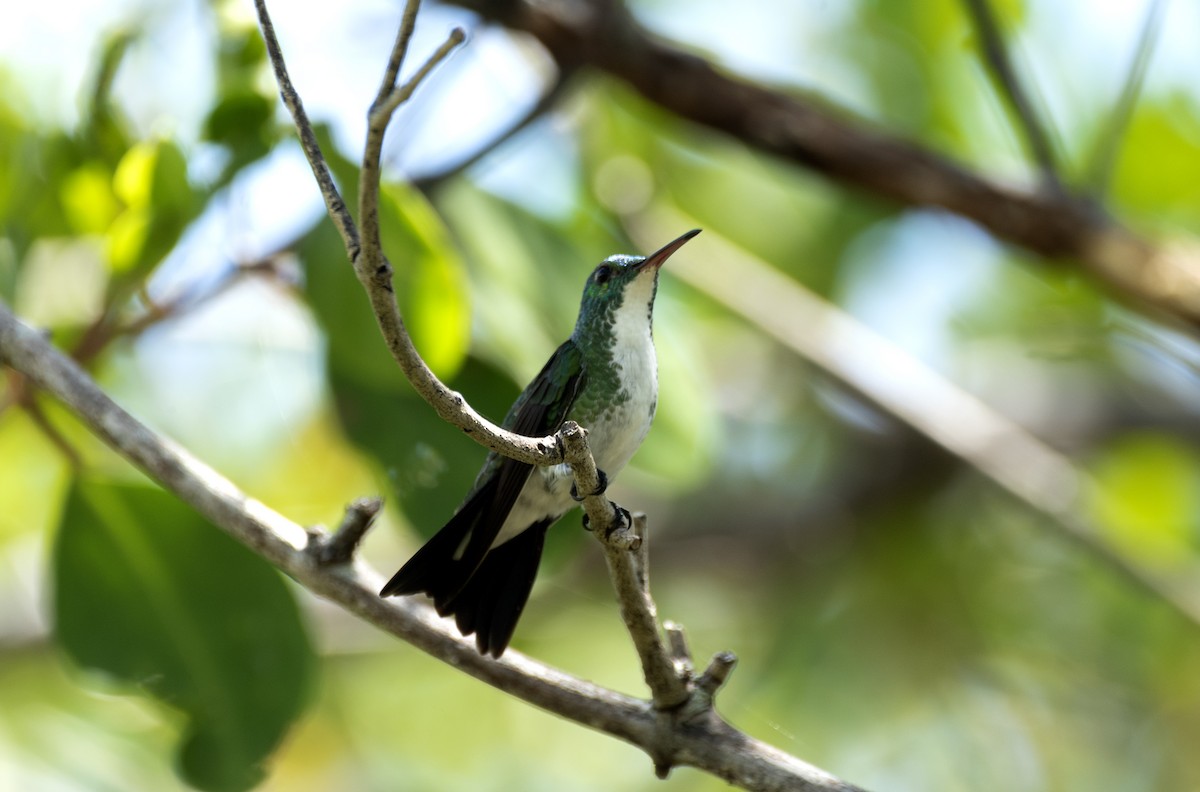 Plain-bellied Emerald - ML507056731