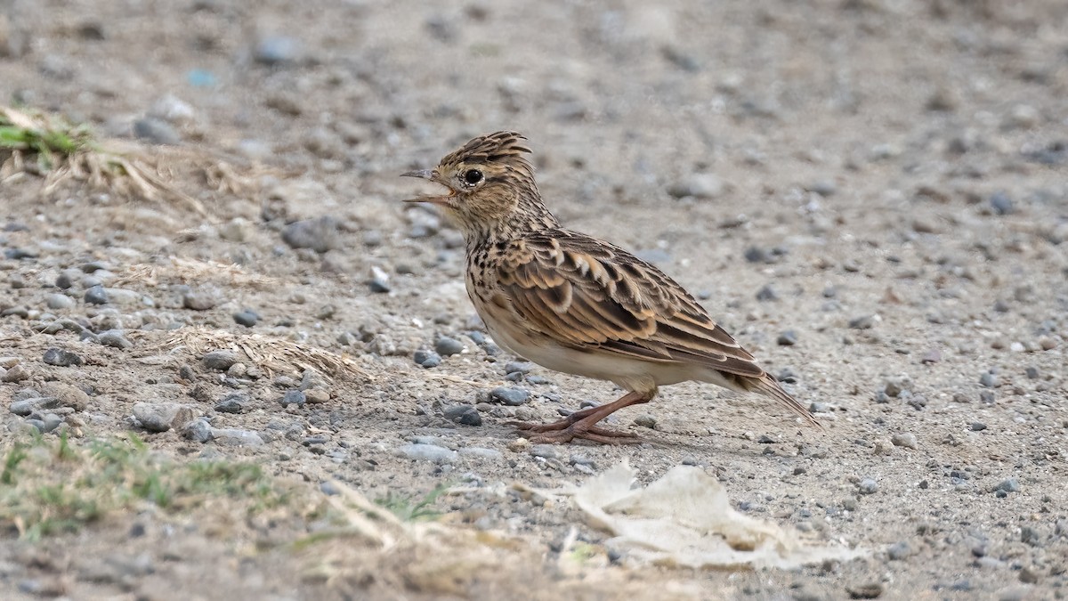 Oriental Skylark - ML507056791