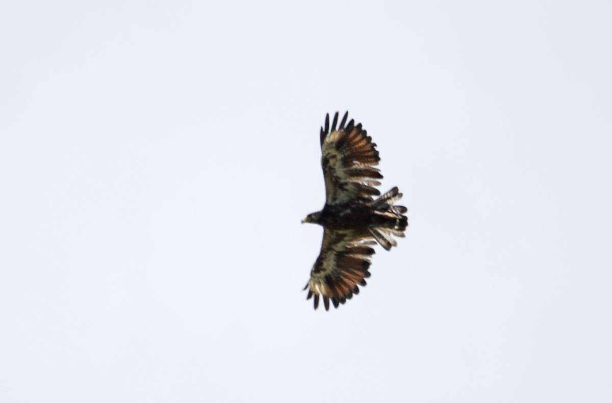 Rufous Crab Hawk - ML507056901