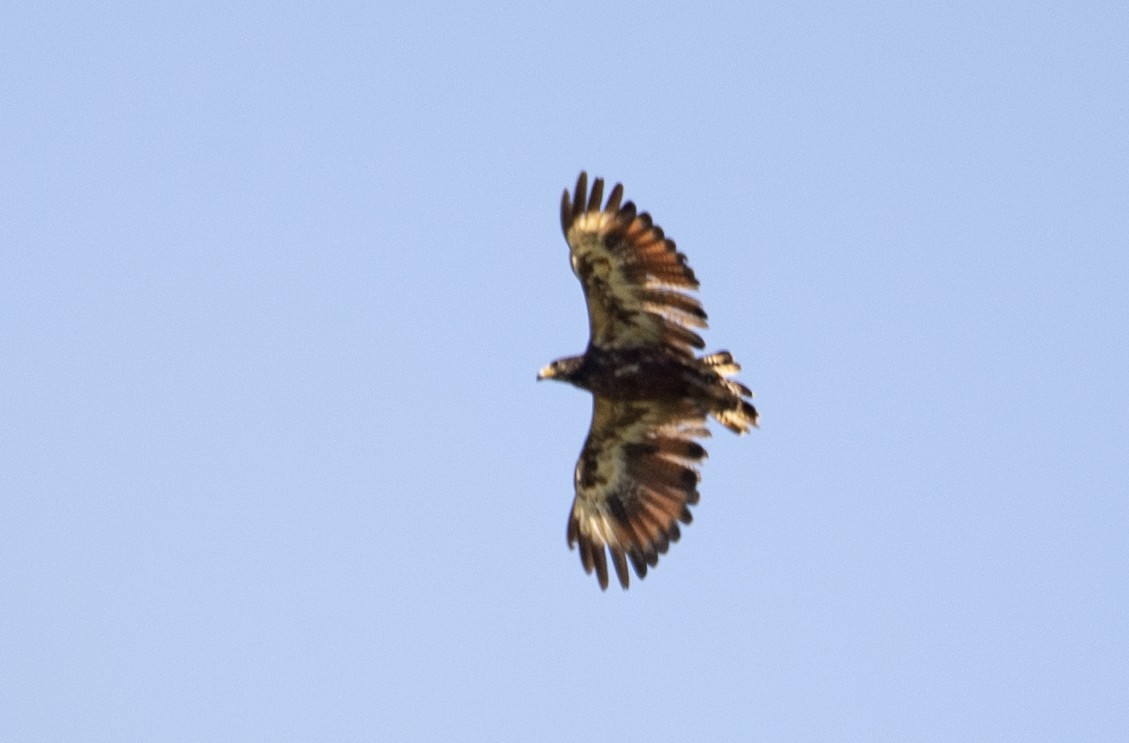 Rufous Crab Hawk - ML507056921