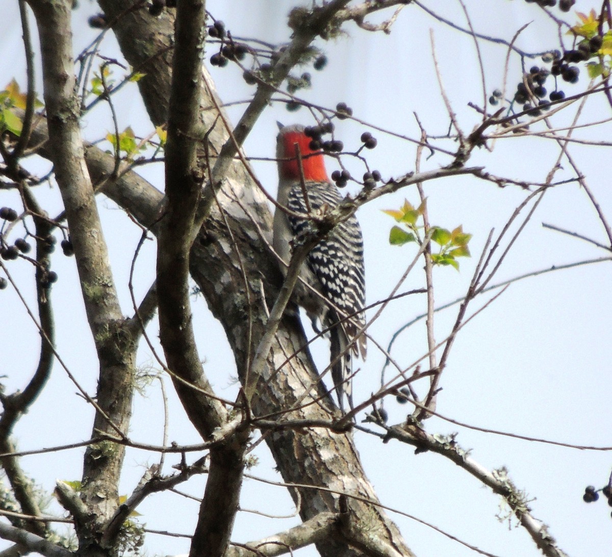 Red-bellied Woodpecker - ML50705731