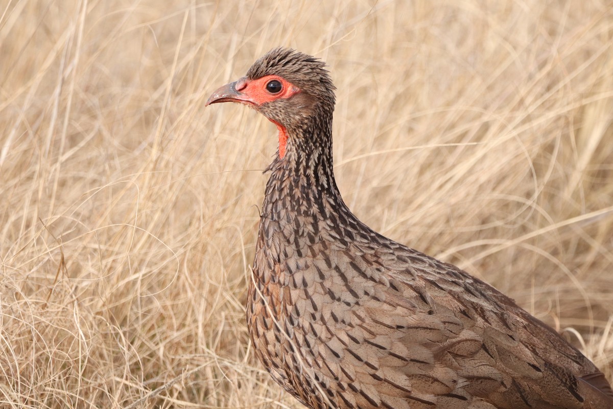 Swainson's Spurfowl - ML507057371