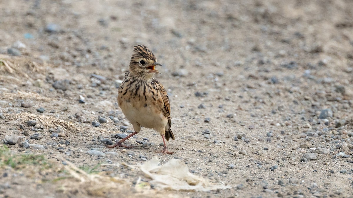 Oriental Skylark - ML507058021