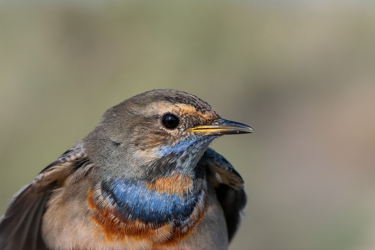 Bluethroat - ML507058581