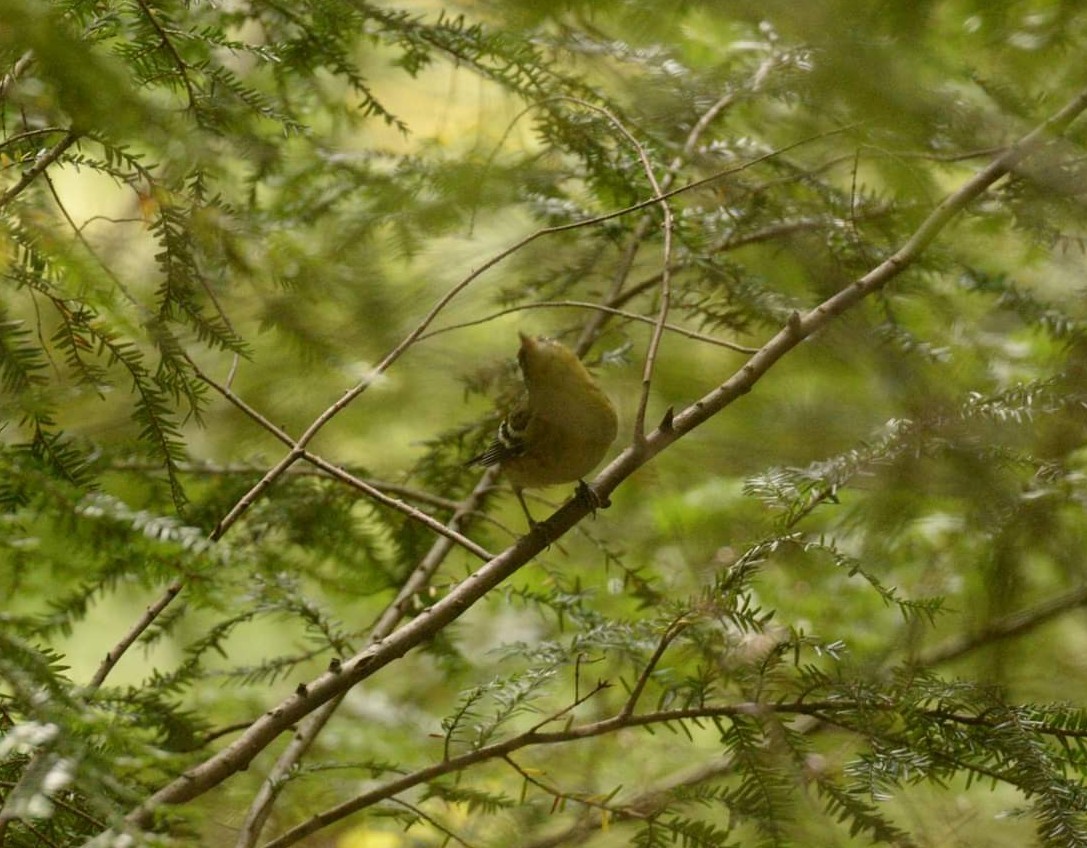 Bay-breasted Warbler - ML507058611