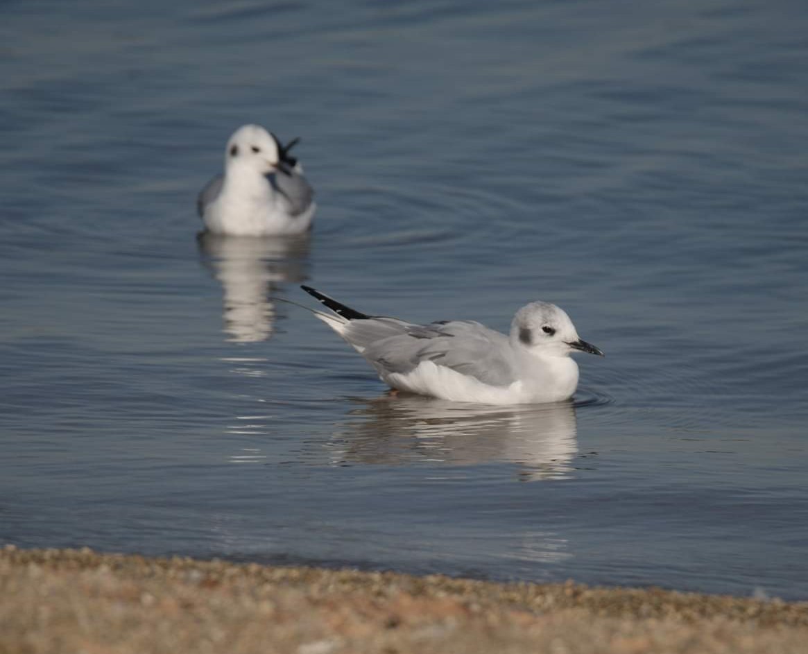 Bonaparte's Gull - ML507058921