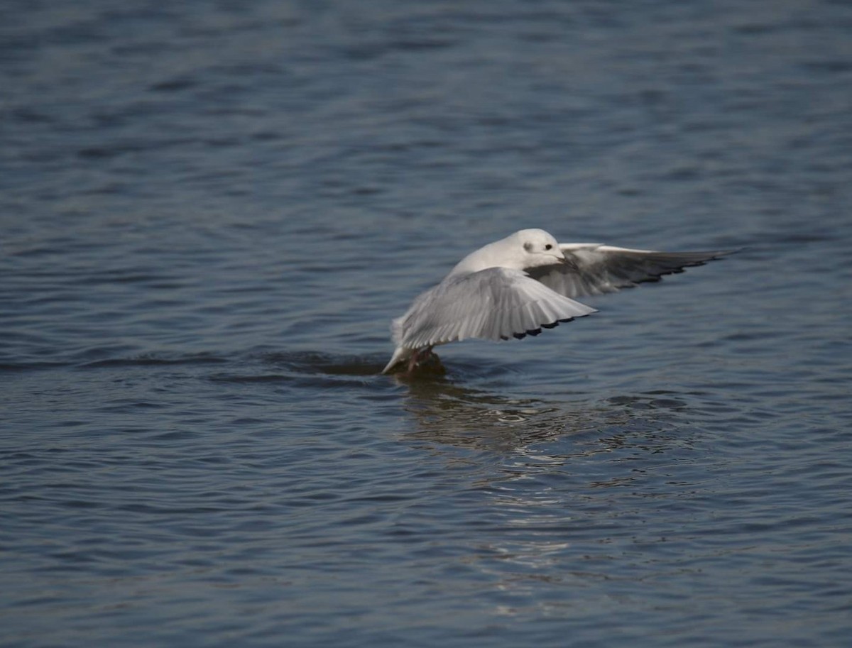 Bonaparte's Gull - ML507058931