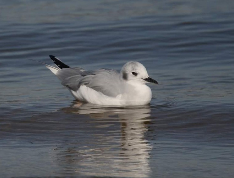 Bonaparte's Gull - ML507058941