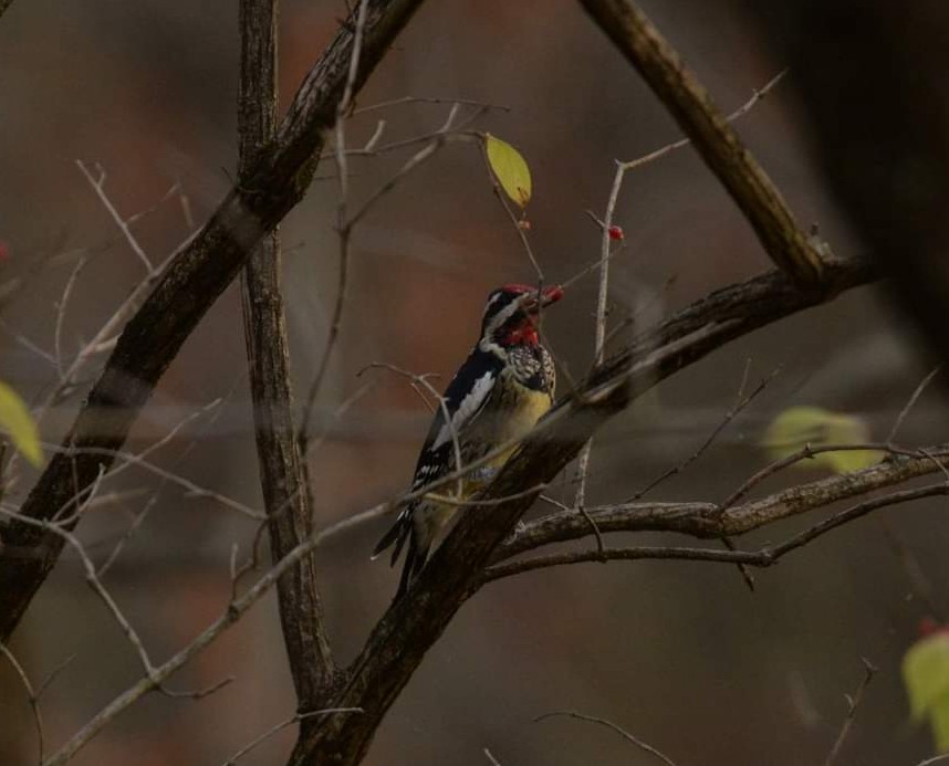 Yellow-bellied Sapsucker - Daniel DeLapp