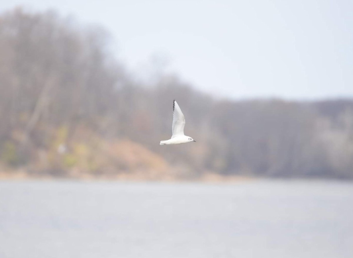 Bonaparte's Gull - ML507059611