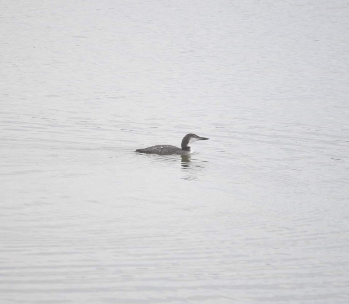 Plongeon huard - ML507059641