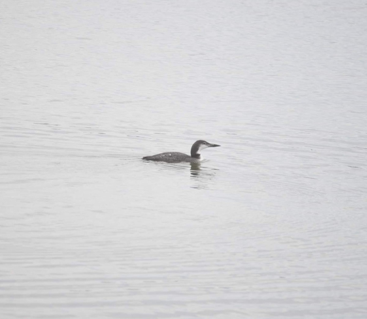 Common Loon - ML507059641