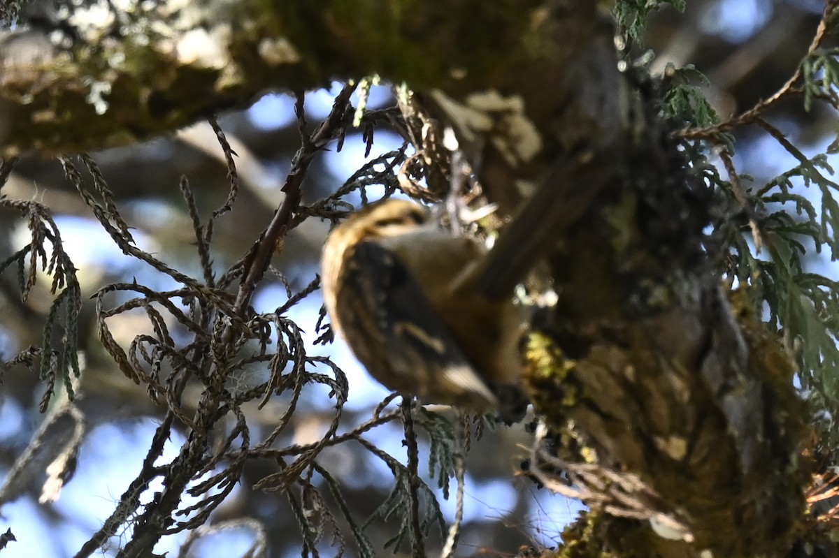 Rusty-flanked Treecreeper - ML507060181