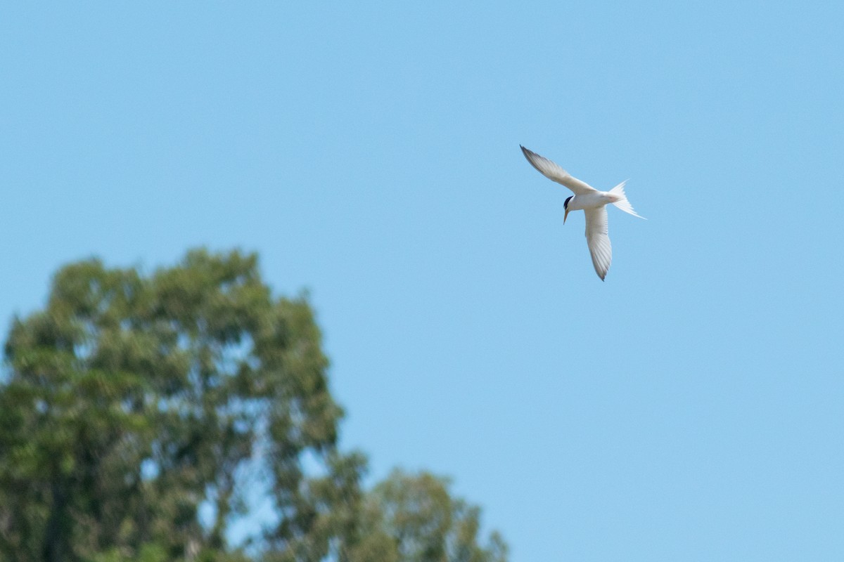 Little Tern - ML507060351