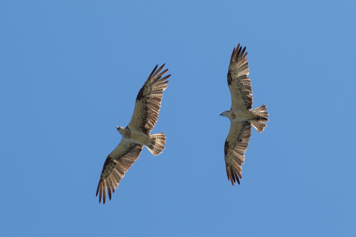 Osprey (Australasian) - ML507060361