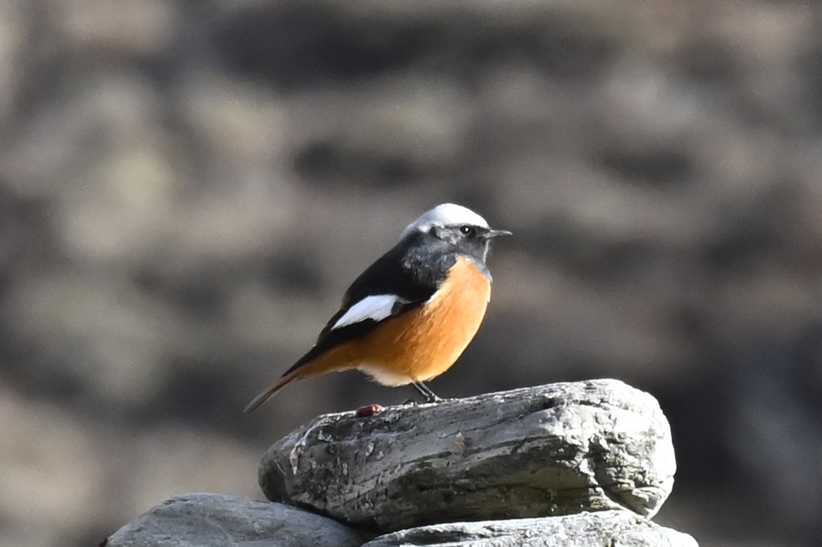 White-winged Redstart - ML507060461