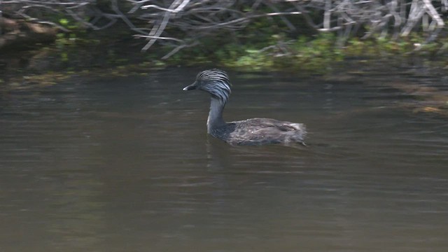 Hoary-headed Grebe - ML507061351