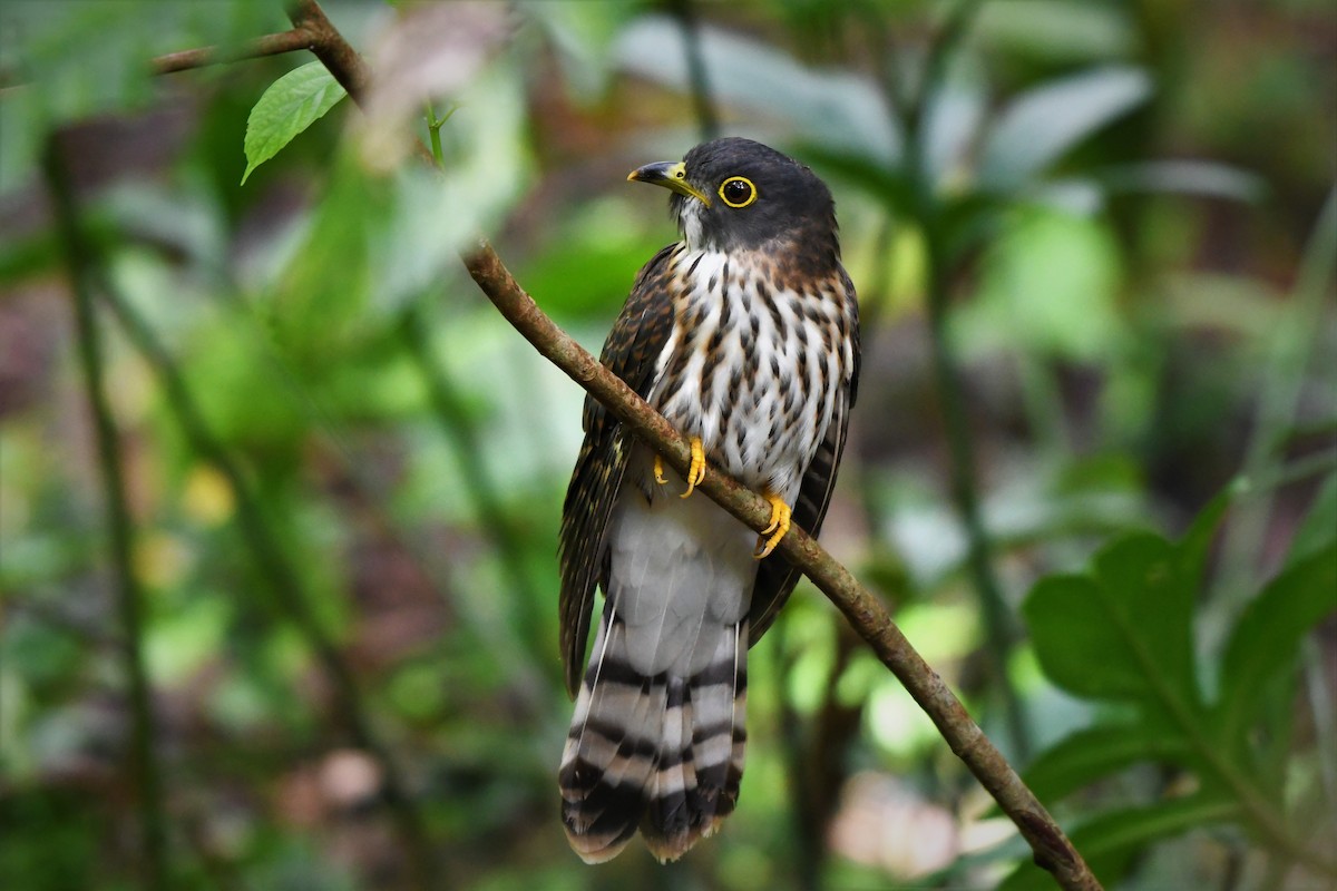 Hodgson's Hawk-Cuckoo - ML507062081