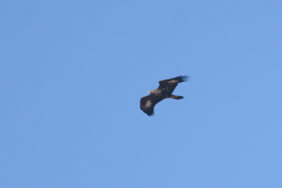 Golden Eagle - Ergün Cengiz