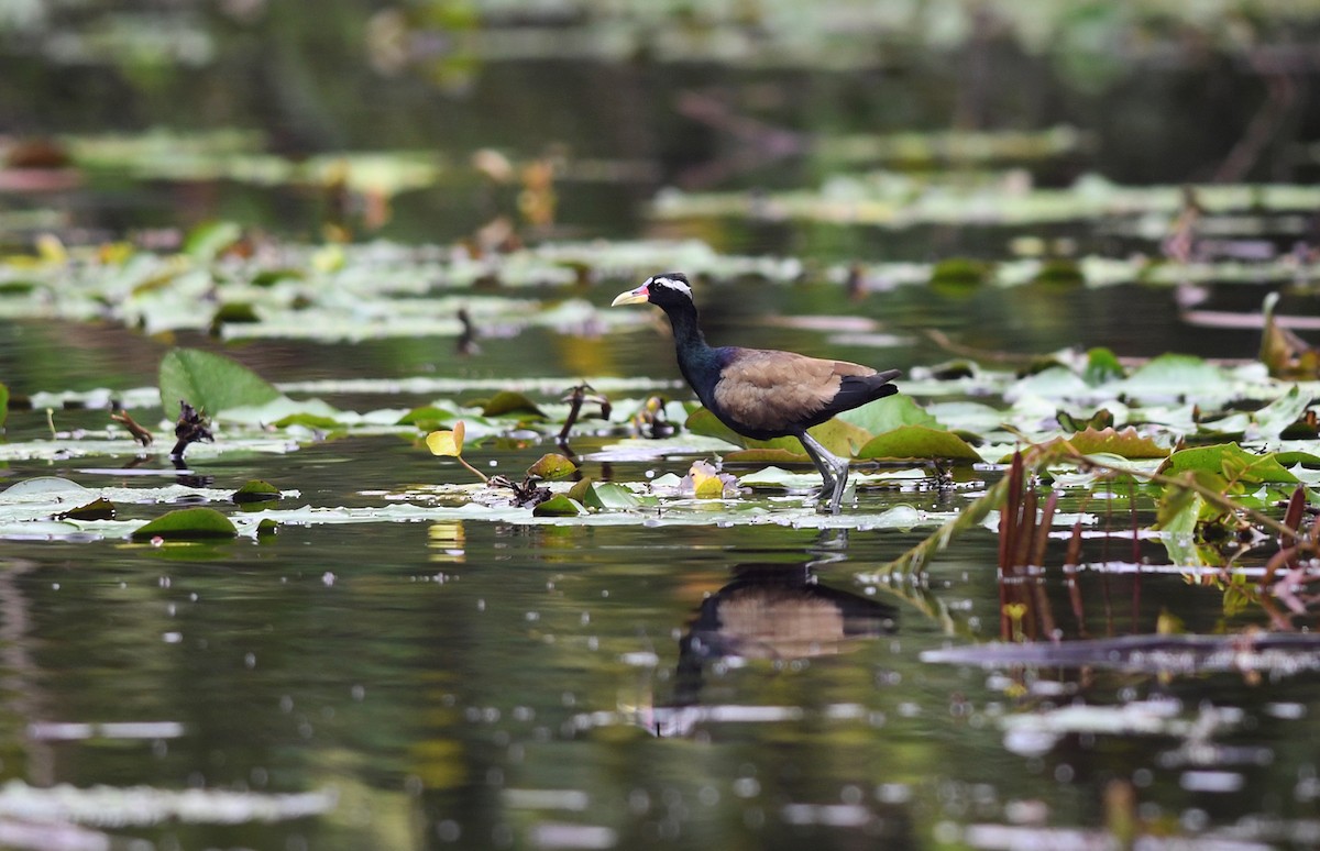 Bronze-winged Jacana - ML507063421