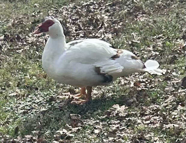 Muscovy Duck (Domestic type) - ML507064231