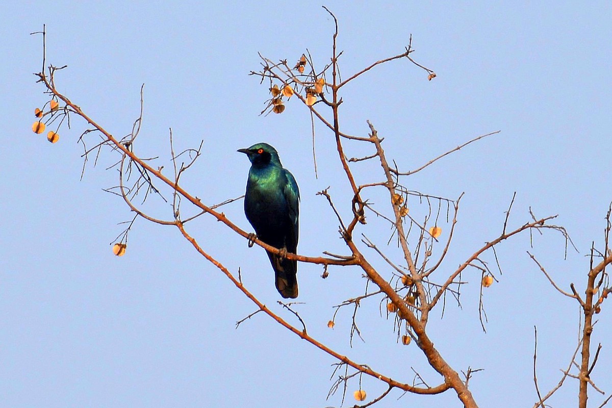Greater Blue-eared Starling - ML507064751